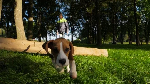 Cute young beagle dog run and jump over balk, green park environment Stock Footage