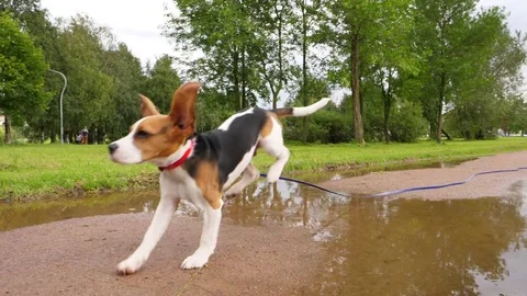 Cute young beagle quickly run and make funny jump over water on path, slowmo Stock Footage 78624676