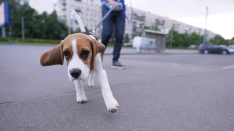 Cute young beagle strain leash, tow owner towards camera, dolly motion 스톡 동영상 81442722
