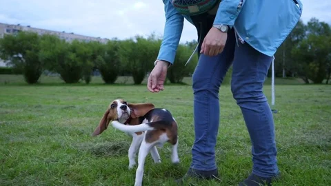 Cute young beagle train in-place turn, follow owner girl hand, slow motion Stockbeeldmateriaal 79052980