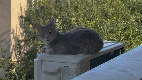 Cute young blind cat is resting on air conditioner, cooling in summer, hot .. Stock Footage 256248257
