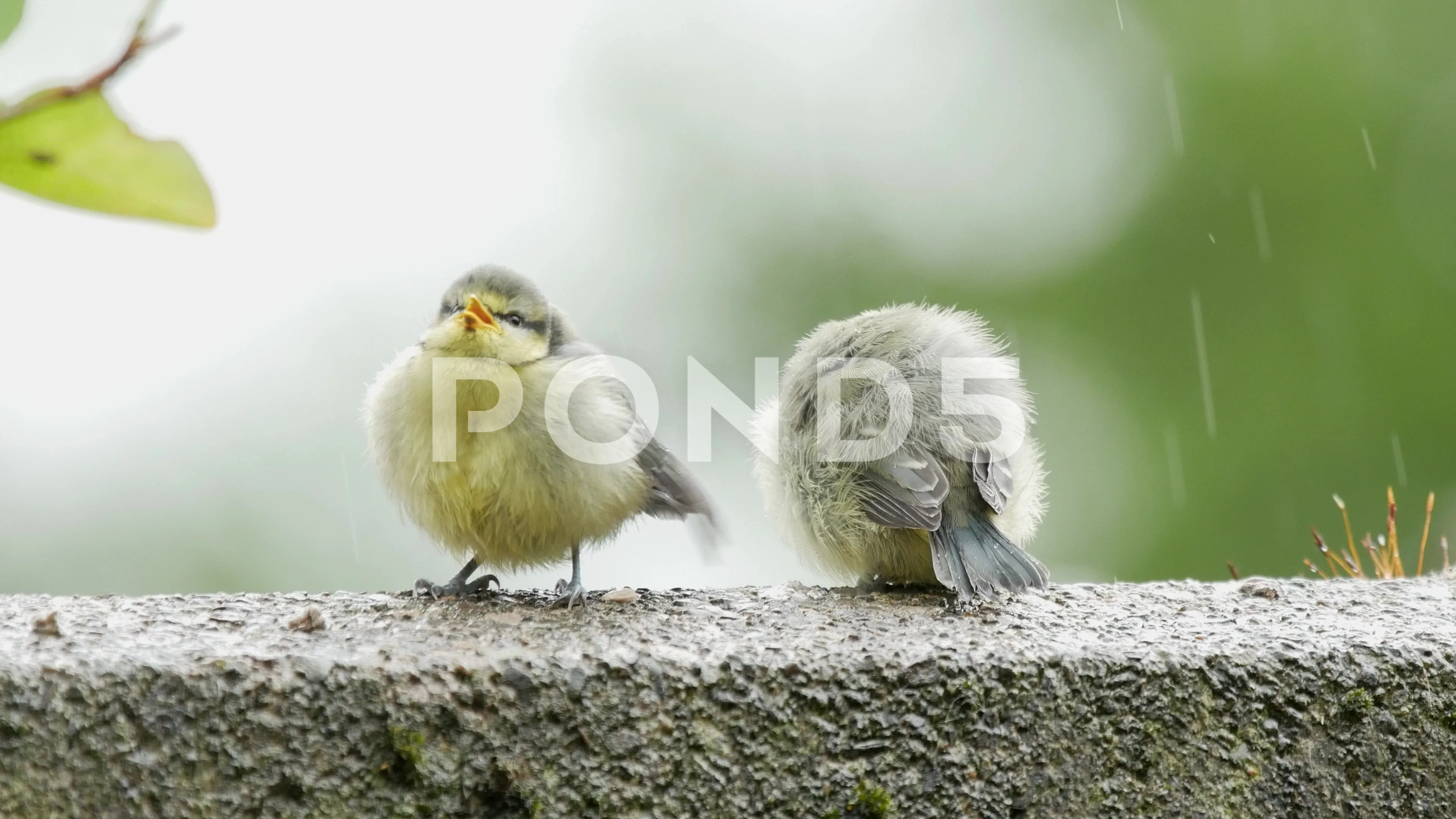 Cute young blue tits on a garden wall be... | Stock Video | Pond5