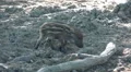 Cute young boar close up on dry sandy mud ground HD Footage