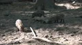 Cute young boars close up on sandy ground HD Footage