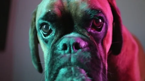 Cute young boxer dog. Video stock 112612690