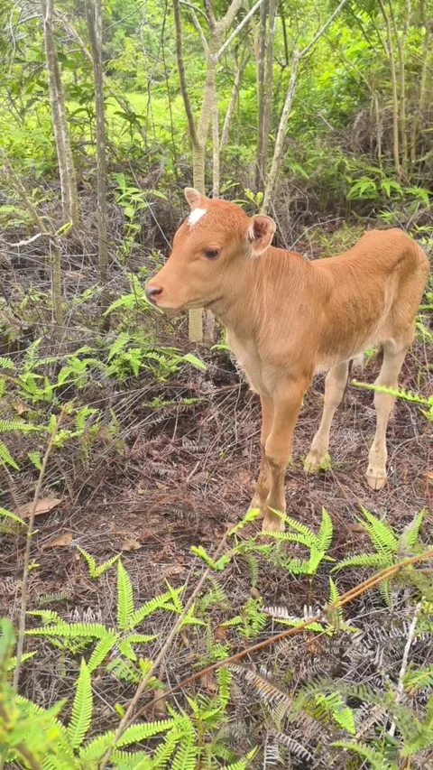 A cute young calf standing in a lush green forest clearing Vídeos de archivo 334635192