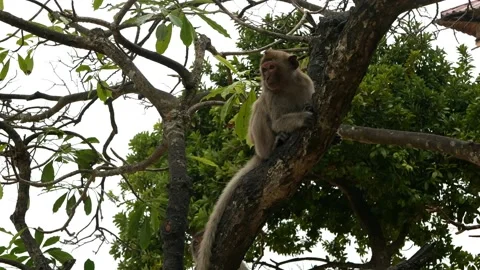 Cute young capuchin monkey sitting on a tree and looking around Video stock 146742332