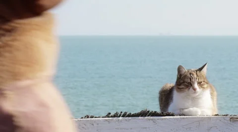 Cute Young Cat is Laying on a Beach Stock Footage 61963507