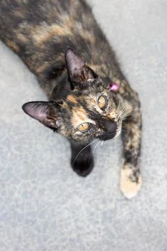 Cute young cat looking up to camera from a high angle view on a cement back.. Stock Photos