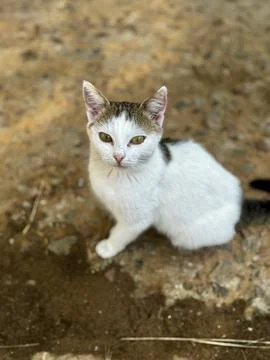 Cute Young Cat Looking at Camera Foto stock