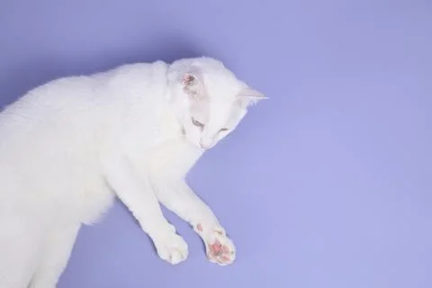 Cute Young Cat Stock Photos