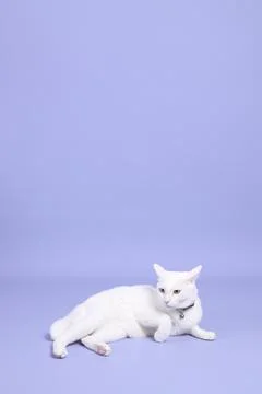 Cute Young Cat Stock Photos