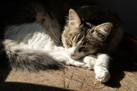 Cute young cat sleeping Stock Photos