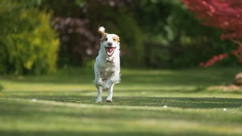 Cute Young Cocker Spaniel Dog Running in Slow Motion Stock Footage 90026705
