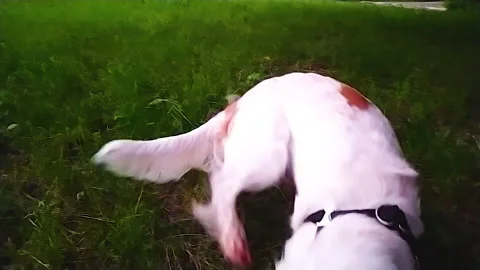 Cute Young Cocker Spaniel Dog Running in Slow Motion Stock Footage 159176720
