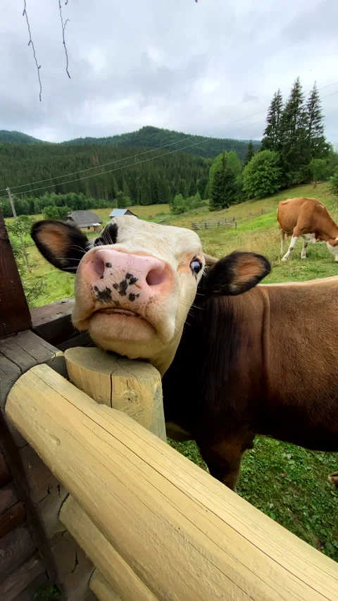 Cute young cow close up Stock Footage 211385807