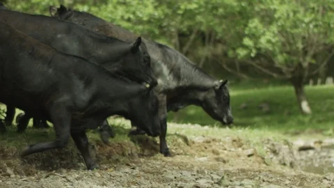 Cute young cows of Aberdeen-Angus breed cross the river in the forest Stock Footage 112248559
