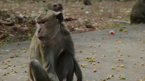 A cute young cynomolgus monkey a small primate in the rainforest sitting on Stock Footage 271508230