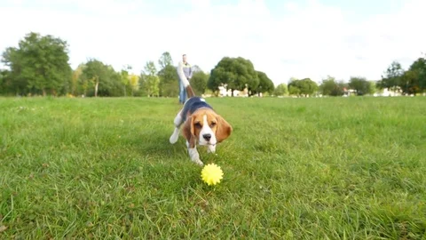 Cute young dog with long ears catch moving ball toy, run towards camera Stock Footage 79734965