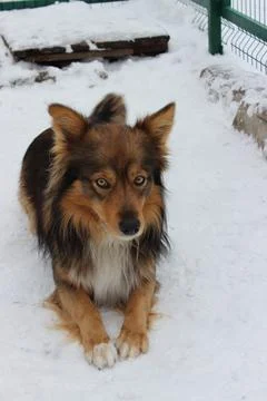 Cute young dog playing in the winter garden Stock Photos