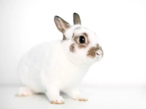 A cute young Dwarf rabbit on a white background Stock Photos