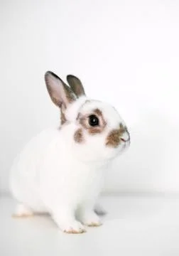 A cute young Dwarf rabbit on a white background Stock Photos