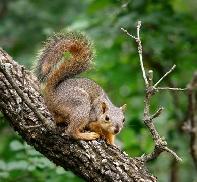 Cute young Eastern Fox squirrel on the tree Stock Photos