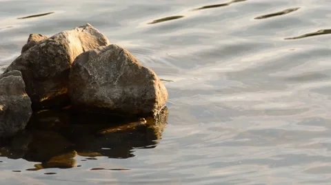 Cute young eurasian coot chick hiding Stock Footage 63092526