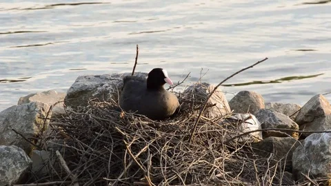 Cute young eurasian coot chick making its way to the nest Stock Footage 71434497