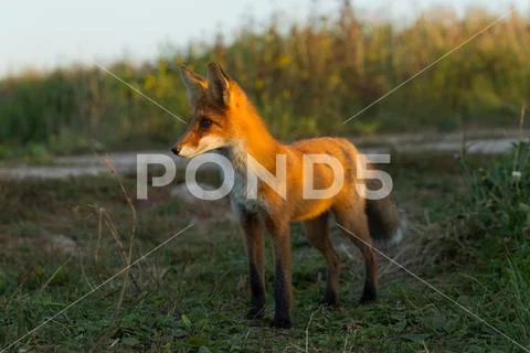 Cute young fox cub on the grass background. One. Evening light. Wild nature. Stock Photos