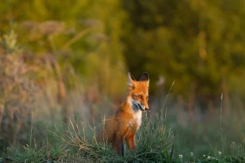 Cute young fox cub on the grass background. One. Evening light. Wild nature.  Foto stock