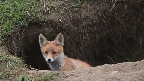 A cute young fox cub in a hole. Vulpes vulpes Stock Footage 252043975