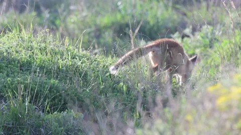 Cute young fox cub n the wild. Vulpes vulpes Video stock 195125873