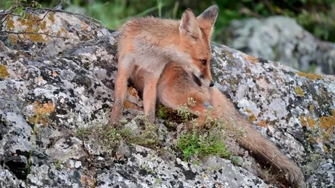 Cute young fox cub Vulpes vulpes In the wild Stock Footage 220359182
