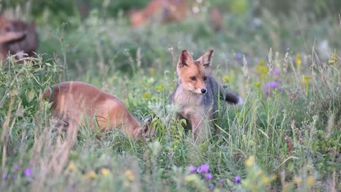 Cute young fox cubs playing in the grass. Vulpes vulpes Stock Footage 278351151