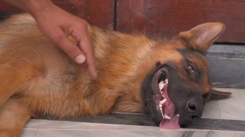 Cute young German shepherd is being cuddled by its owner. Video stock 204147904