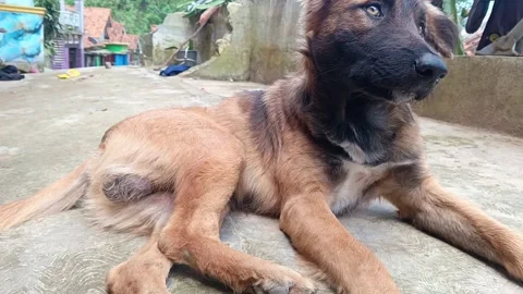 Cute Young German Shepherd Dog Sitting and Relaxing on House Front Terrace. Stock-Footage 335019809