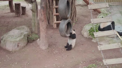 Cute young giant panda falling and rolling on ground in Chongqing Zoo Stock Footage 333228673