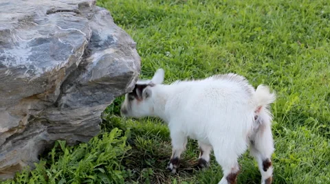 Cute Young Goats Stock Footage 36030940