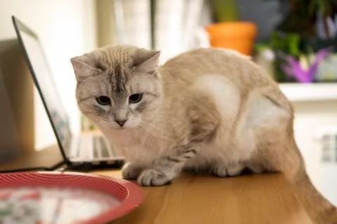 Cute young grey cat is on table with notebook 스톡 사진