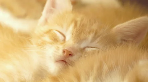 Cute  young kitten at home Stock Footage 56911267