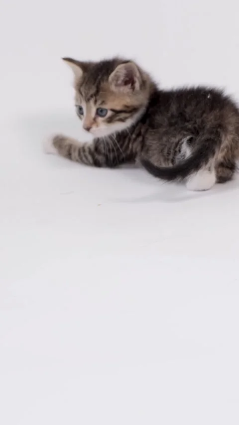 A cute young kitten lying down on a clean white studio background. Pet care, e-c Stock Footage 342527321