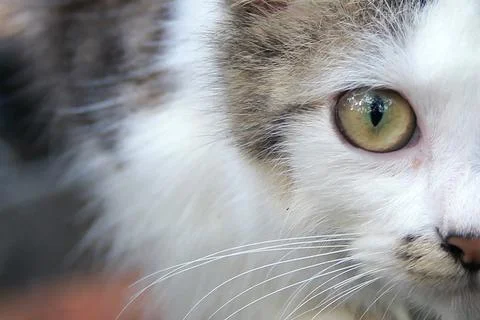A cute young kitten with sharp eyes looking at the camera Foto stock