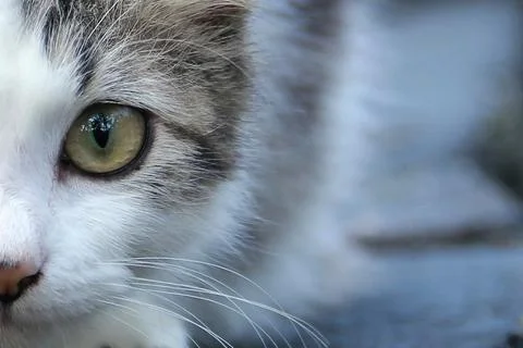 A cute young kitten with sharp eyes looking at the camera Stock Photos