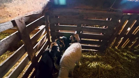 Cute Young Lamb and Goats Inside Wooden Barn Pen with Straw Bedding Stock Footage 346655675