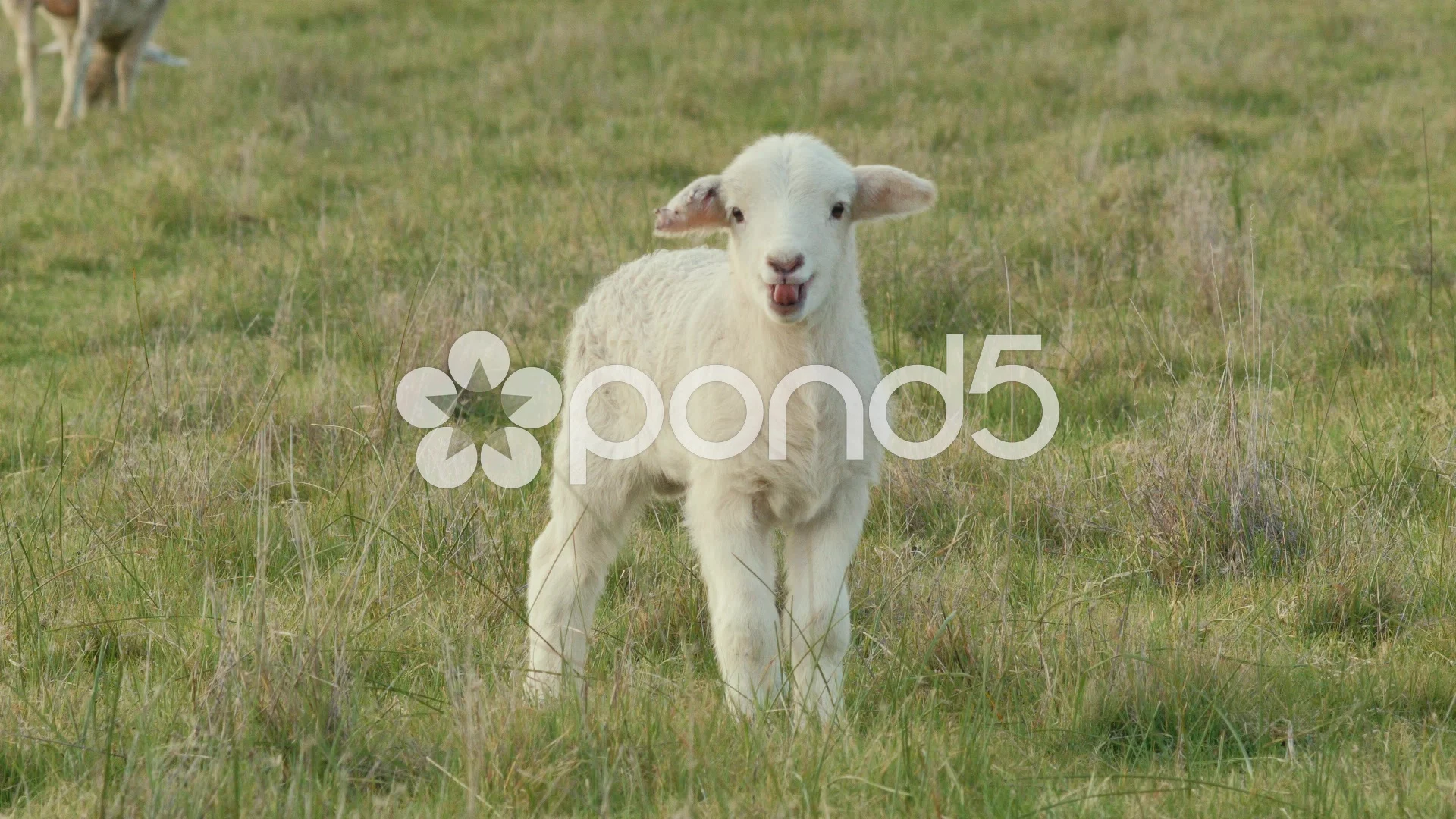 Cute Young Lamb Bleating And Looking Aro Stock Video Pond5