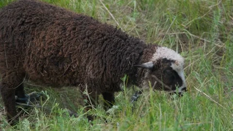 Cute young lamb in the field close-up. Sheep in a colorful green field Stock-Footage 197079658