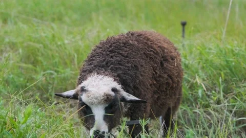 Cute young lamb in the field close-up. Sheep in a colorful green field Stock Footage 201153573