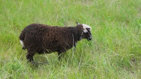 Cute young lamb in the field close-up. Sheep in a colorful green field Stock Footage 203814476