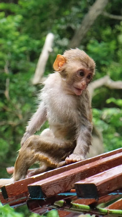 Cute young macaque monkey sitting on wooden bench Stock Footage 335812484